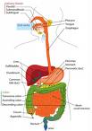 Cuerpo humano interno organos funciones